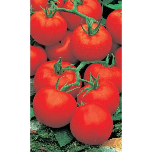 Семена Томат Ультраскороспелый (УД) ЕП_2